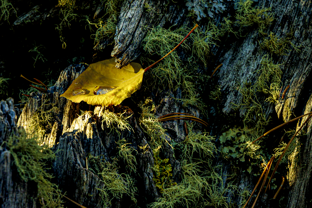Golden Leaf on Weathered Wood - Nature Photography