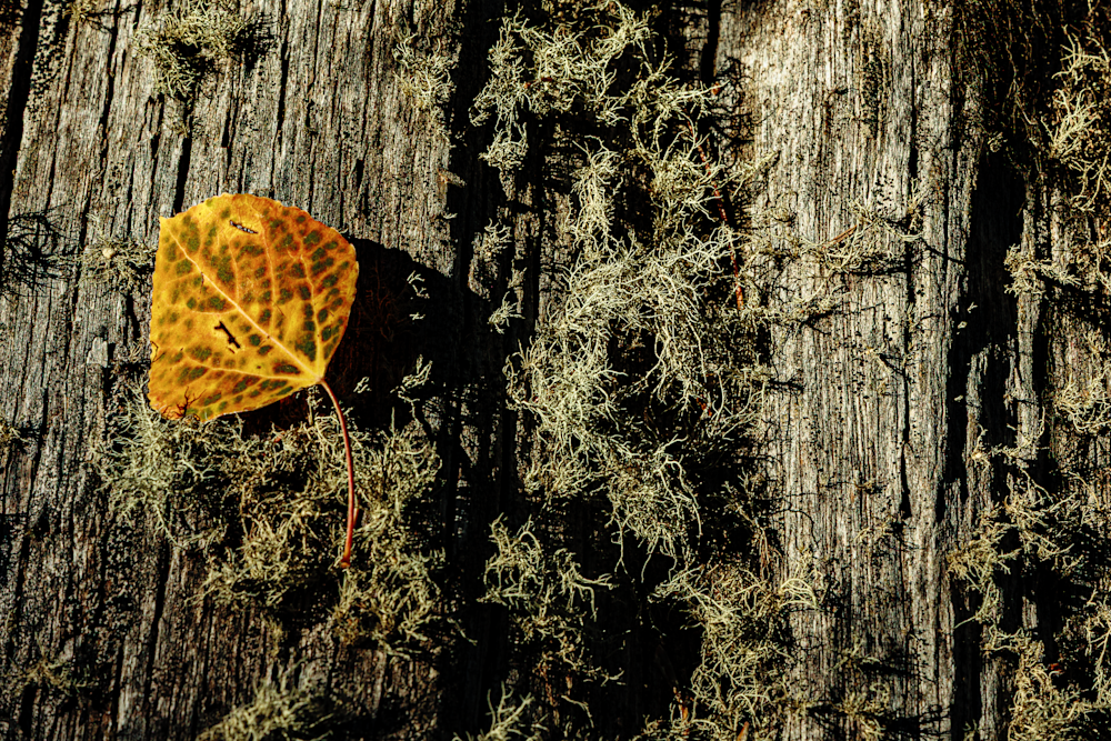 Autumn's Embrace - Nature Photography of a Leaf on Wood