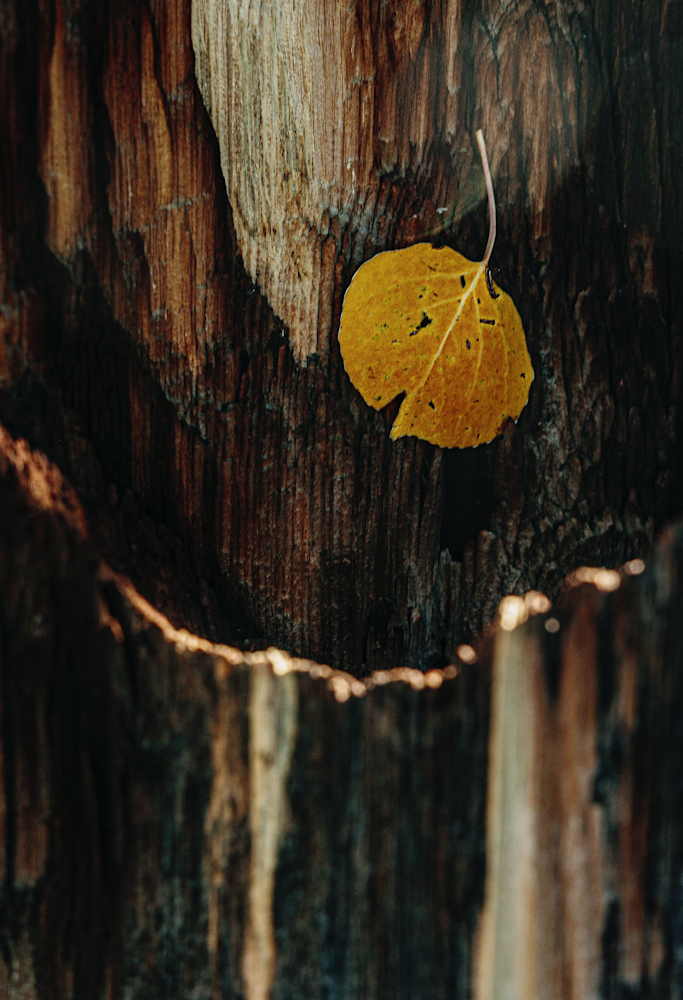 Autumn's Embrace - Nature Photography of a Leaf and Wood