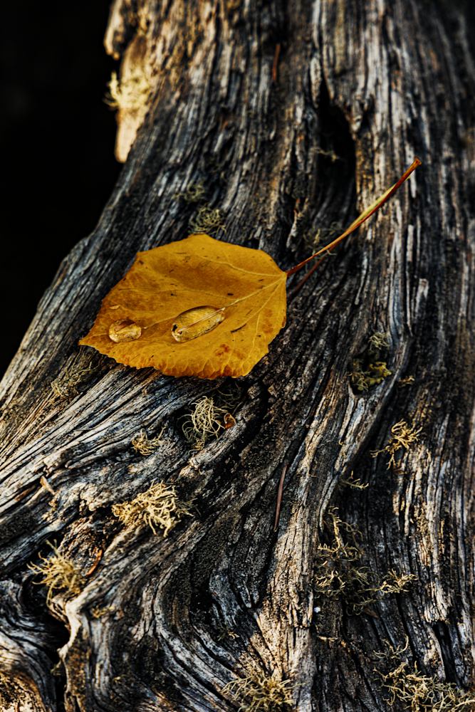 Autumn's Embrace - Nature Photography of a Leaf on Wood