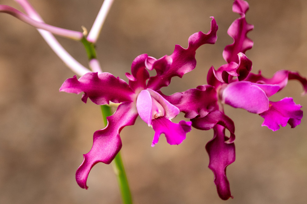 S00 A2718 Photography Art | Captured Adventure Photography