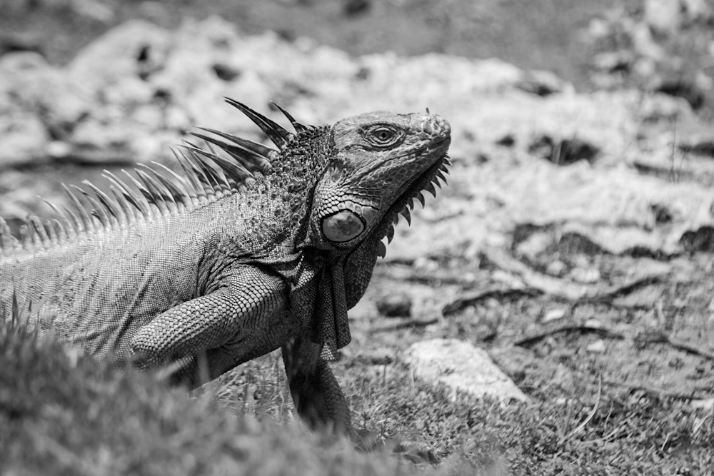 S00 A3155 1 Photography Art | Captured Adventure Photography