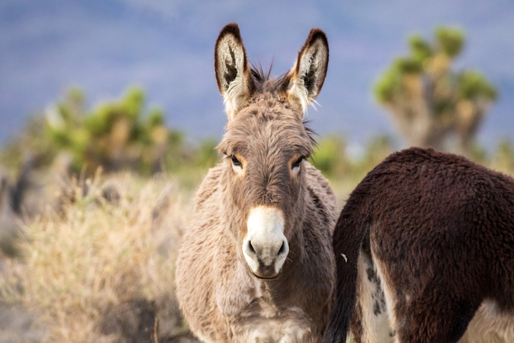 S00 A1270 Photography Art | Captured Adventure Photography