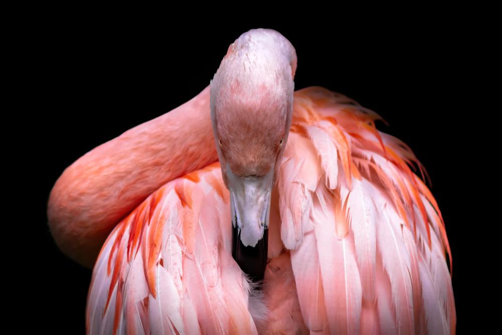 Flamingo No.1 Fine Art Print Flamingo No.1 Fine Art Print