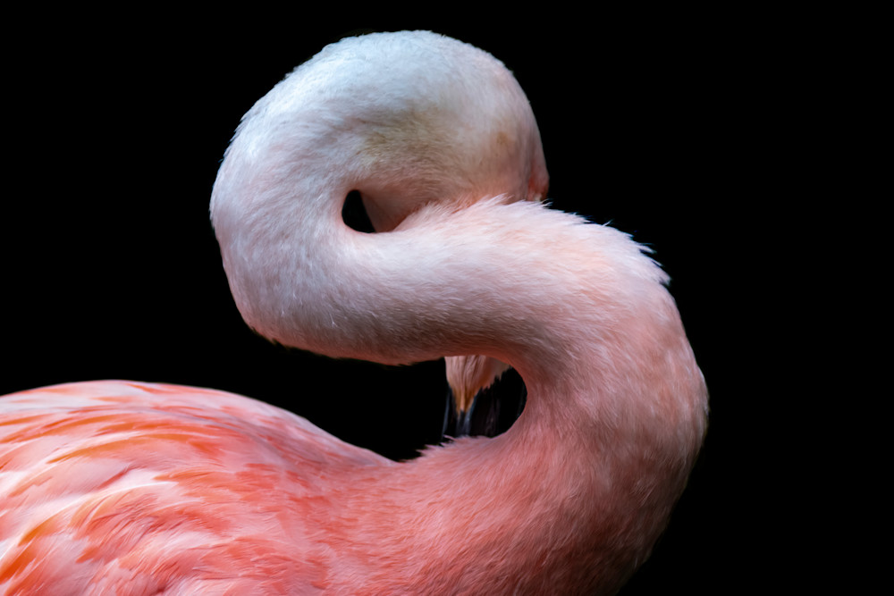 Flamingo No. 2 Fine Art Print Flamingo No. 2 Fine Art Print