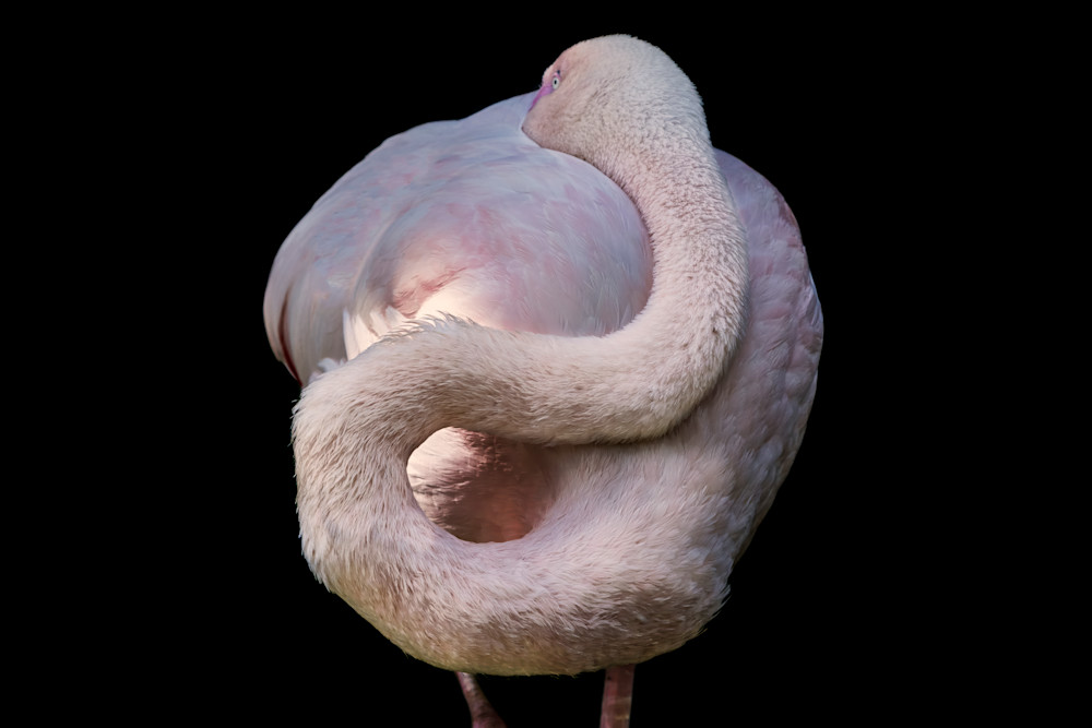 Flamingo No.4 Fine Art Print Flamingo No.4 Fine Art Print