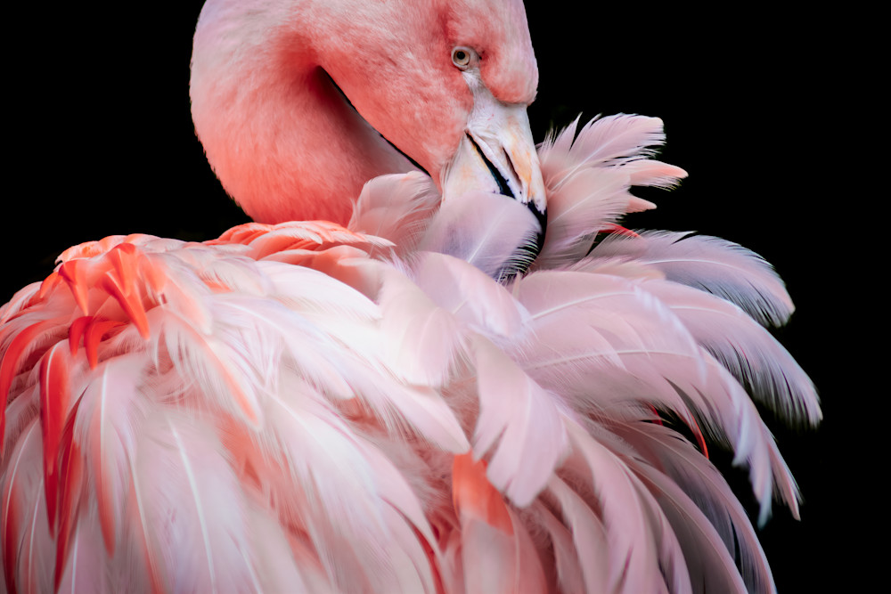 Flamingo No.5 Fine Art Print Flamingo No.5 Fine Art Print