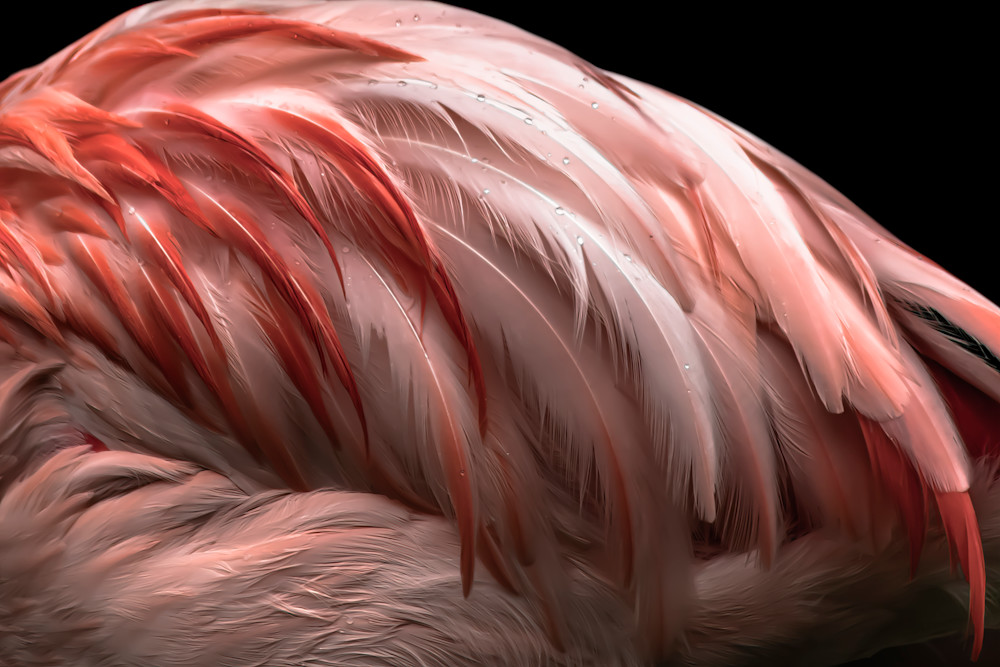 Flamingo No.6 - Fine Art Print Flamingo No.6 - Fine Art Print