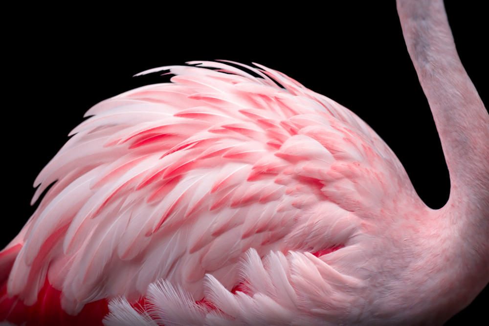 Flamingo No.7 - Fine Art Print Flamingo No.7 - Fine Art Print
