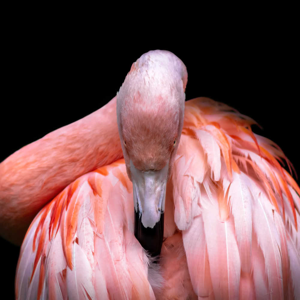 Flamingo No.1 (Square) - DANG FINE PHOTOGRAPHY Flamingo No.1 (Square) - DANG FINE PHOTOGRAPHY