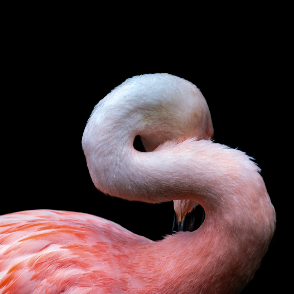 Flamingo No.2 (Square) - DANG FINE PHOTOGRAPHY Flamingo No.2 (Square) - DANG FINE PHOTOGRAPHY