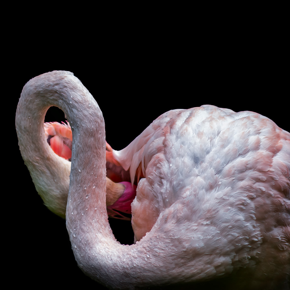 Flamingo No.3 (Square) - DANG FINE PHOTOGRAPHY Flamingo No.3 (Square) - DANG FINE PHOTOGRAPHY