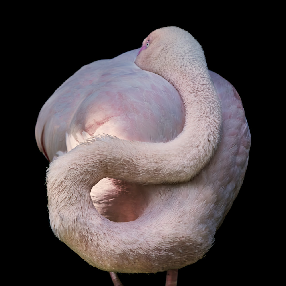 Flamingo No.4 (Square) - DANG FINE PHOTOGRAPHY Flamingo No.4 (Square) - DANG FINE PHOTOGRAPHY