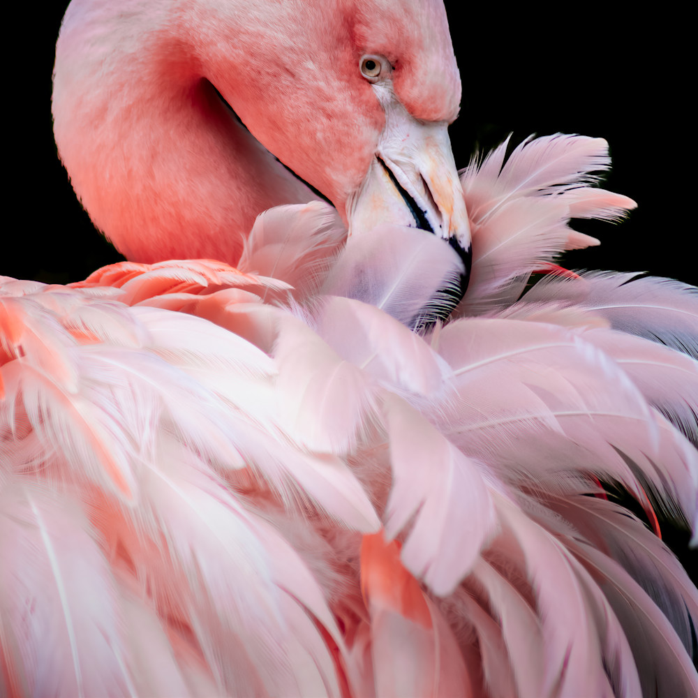 Flamingo No.5 (Square) - DANG FINE PHOTOGRAPHY Flamingo No.5 (Square) - DANG FINE PHOTOGRAPHY