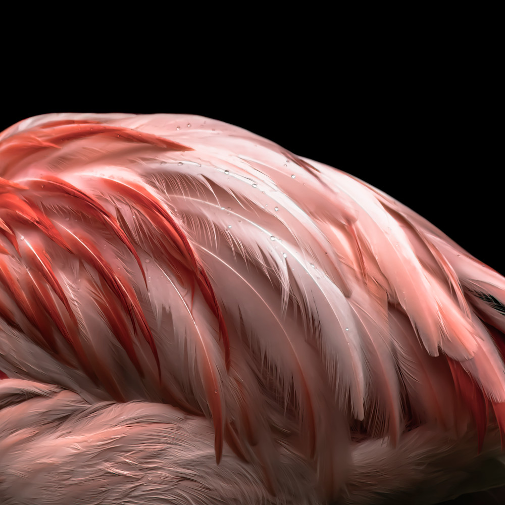 Flamingo No.6 (Square) - DANG FINE PHOTOGRAPHY Flamingo No.6 (Square) - DANG FINE PHOTOGRAPHY