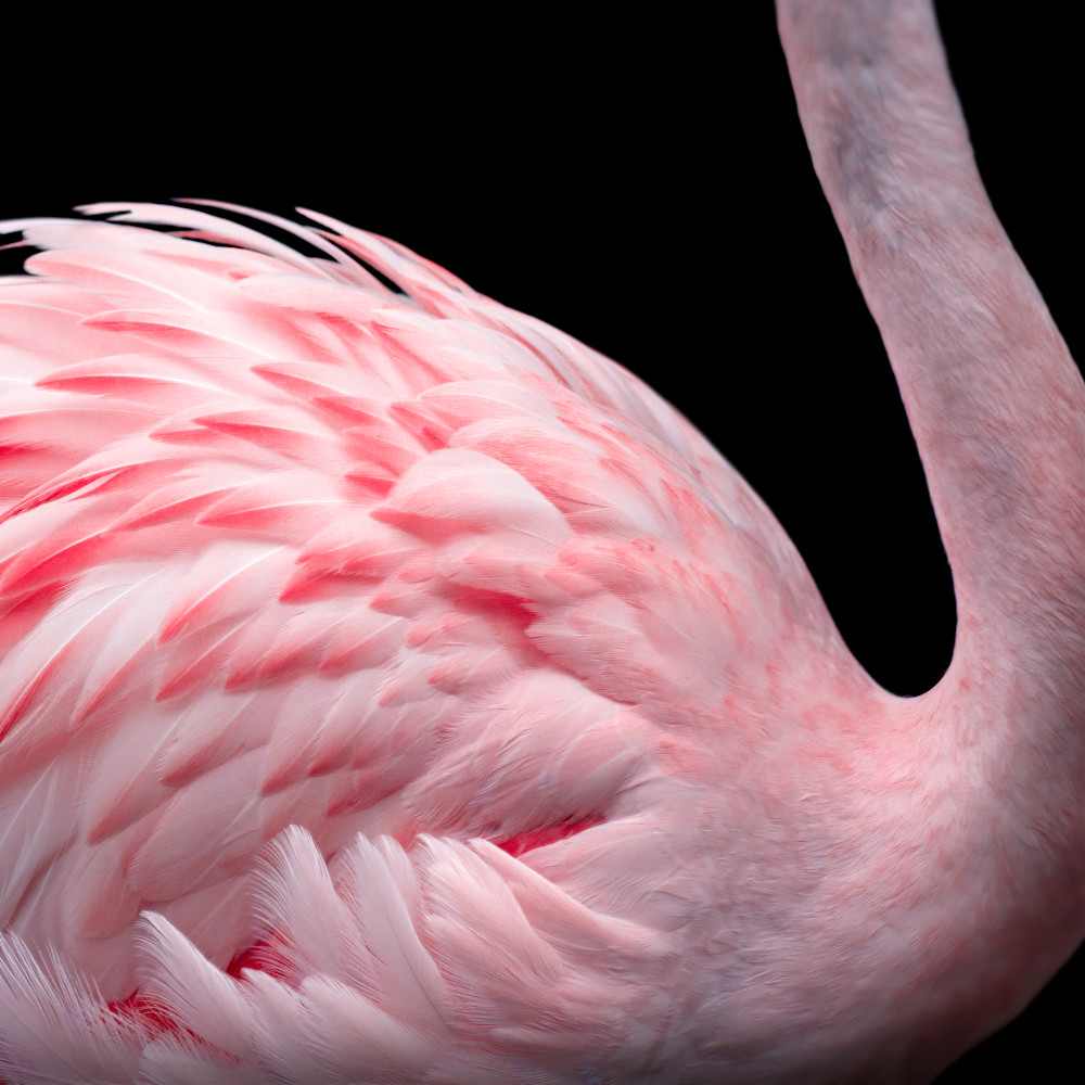 Flamingo No.7 (Square) - DANG FINE PHOTOGRAPHY Flamingo No.7 (Square) - DANG FINE PHOTOGRAPHY