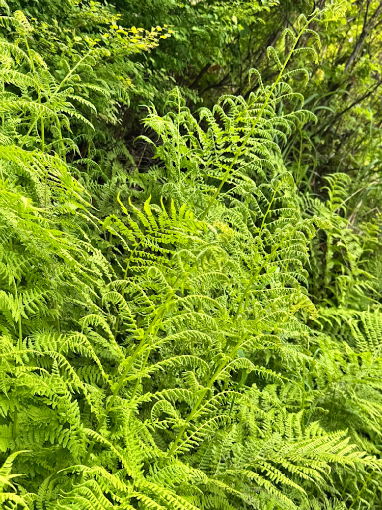 Buy Ferns - Premium Quality from Felton Fotography