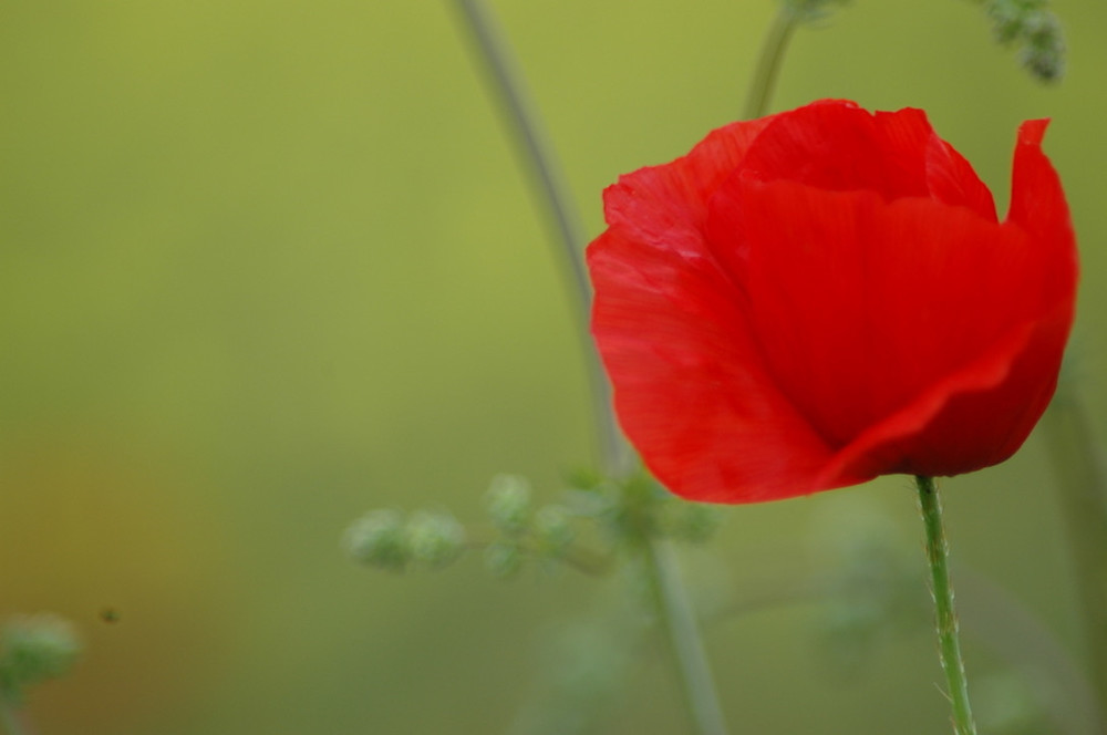 Red Poppy Photography Art | Floegel Artworks