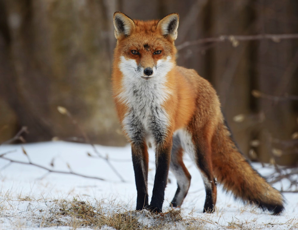 Winter Fox Photography Art | Uncharted Winter Fox Photography Art | Uncharted