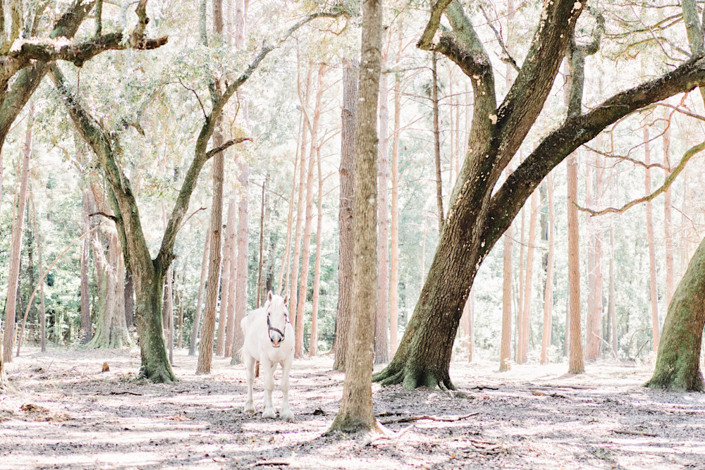 Found Photography Art | The Gallery by Krissy Millar Photography