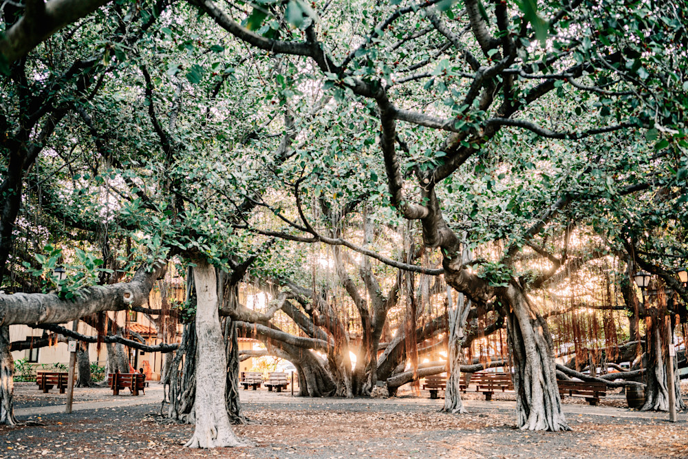 Hope In Him Photography Art | The Gallery by Krissy Millar Photography