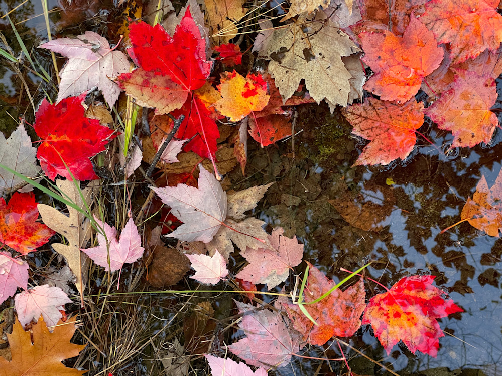 Wet Leaves   Horizontal Photography Art | Floegel Artworks