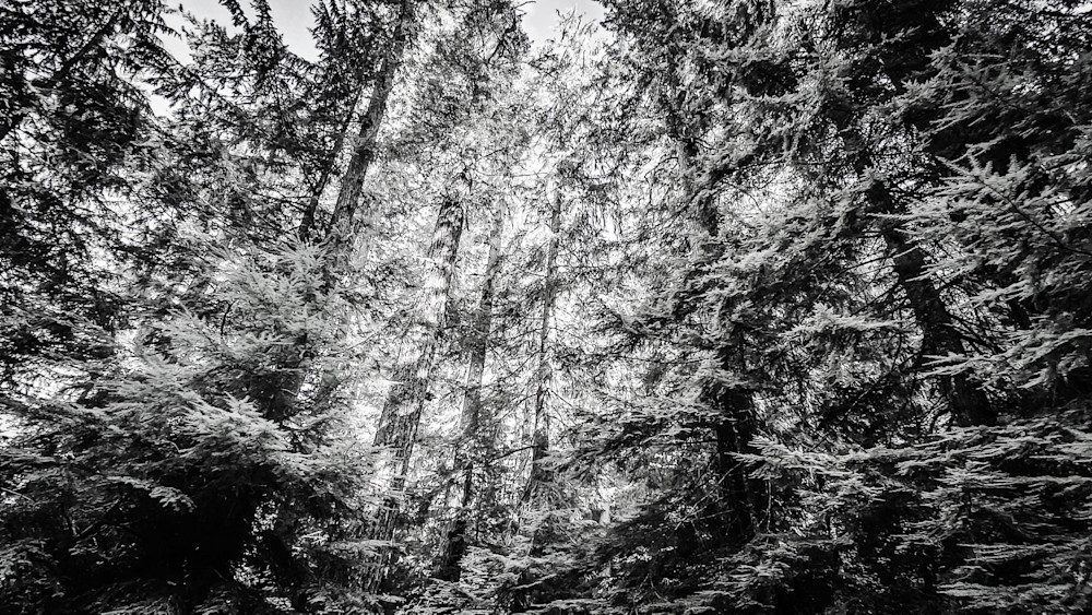 Forest Light Through The Trees