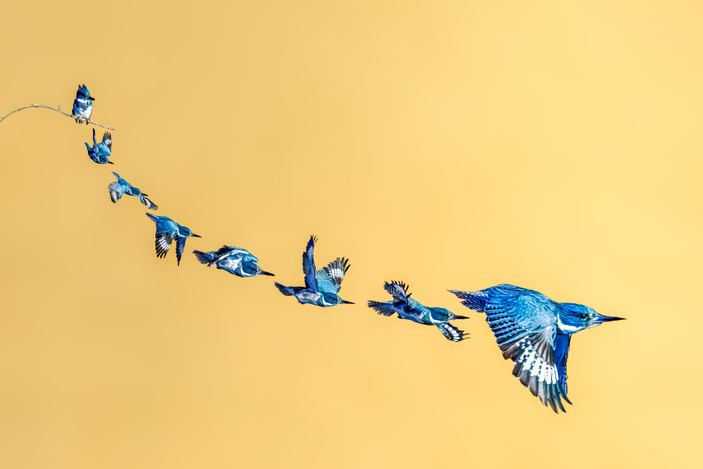 Kingfisher Sequence – Belted Kingfisher Flight Study | Alex Spielman Photography