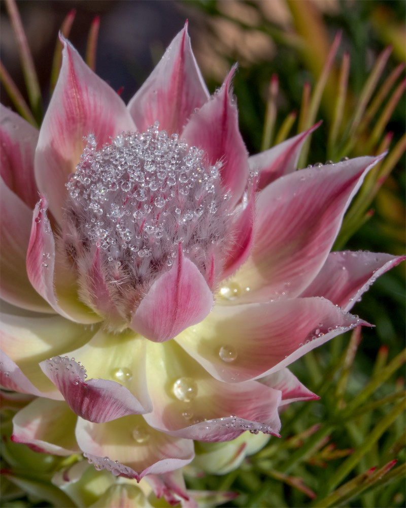 Finding More Photography Art | Sunsets and Flowers Photography