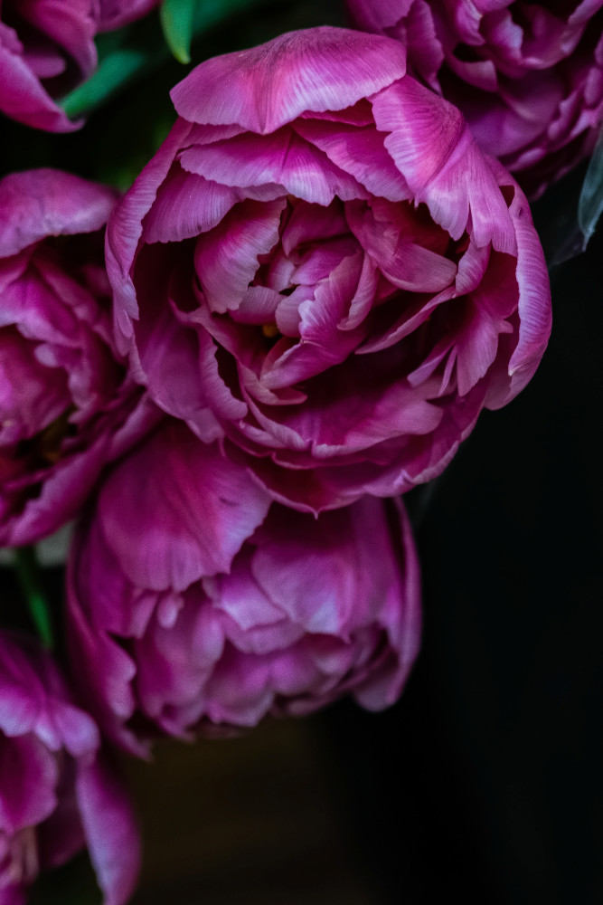 Midnight Petals Photography Art | Sunsets and Flowers Photography