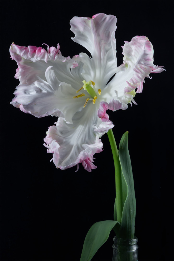 Ruffled Composure Photography Art | Sunsets and Flowers Photography