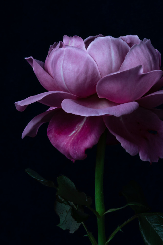 The Full Story Photography Art | Sunsets and Flowers Photography