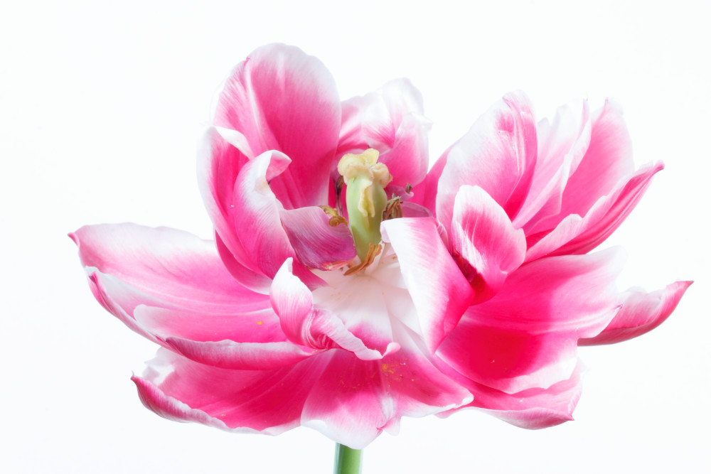 Exceptionally Light Photography Art | Sunsets and Flowers Photography