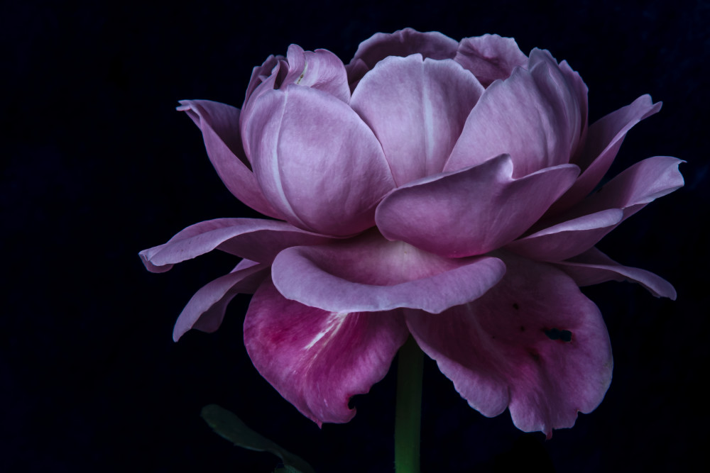 In The Spotlight Photography Art | Sunsets and Flowers Photography