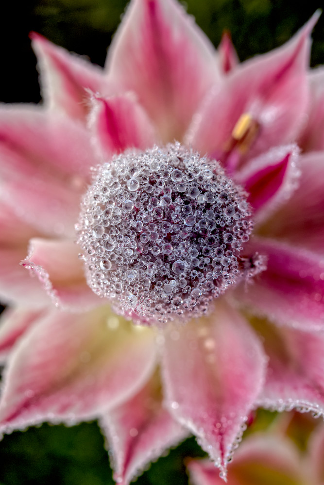 Morning Jewels Photography Art | Sunsets and Flowers Photography