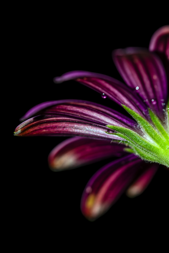 The Shot Photography Art | Sunsets and Flowers Photography