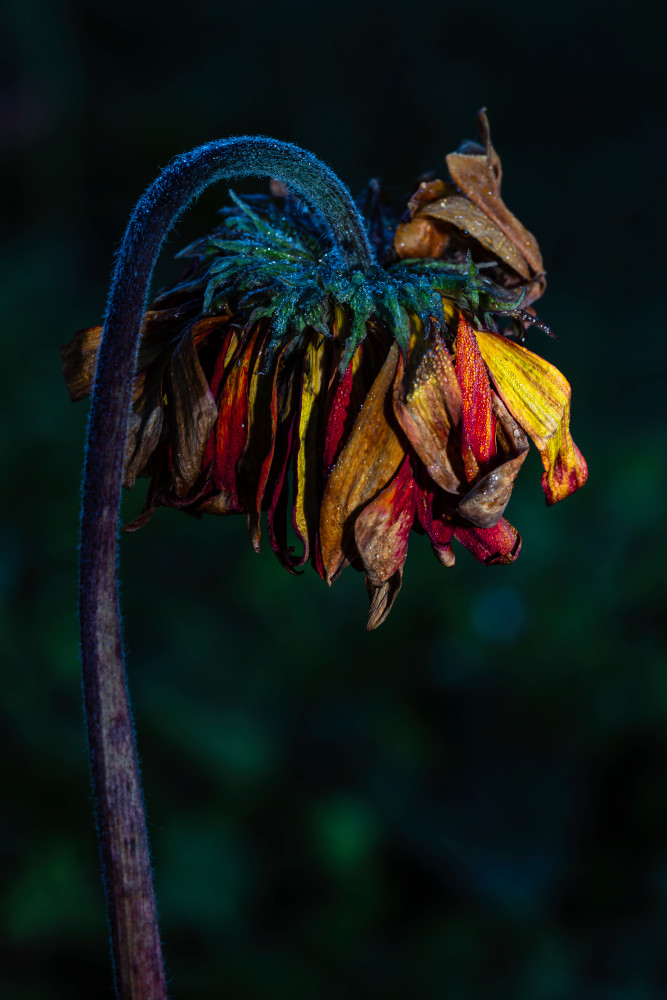 Worn Elegance Photography Art | Sunsets and Flowers Photography