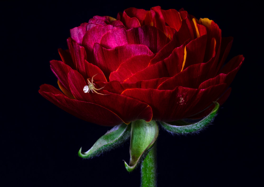 Shimmer And Silk Photography Art | Sunsets and Flowers Photography