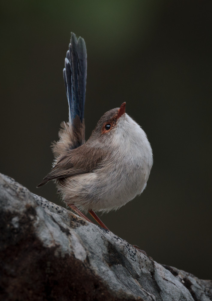 Garden Show Off Photography Art | Sunsets and Flowers Photography