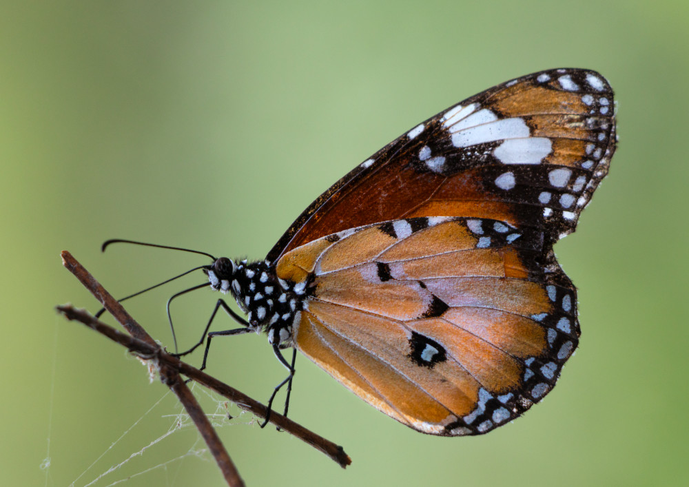 Backyard Tiger Photography Art | Sunsets and Flowers Photography