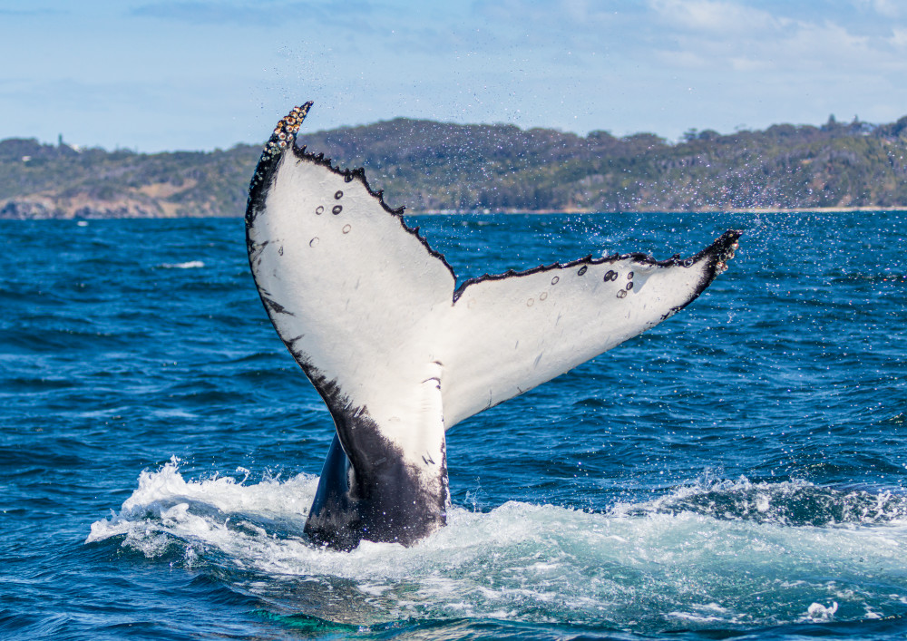 The Reveal Photography Art | Sunsets and Flowers Photography