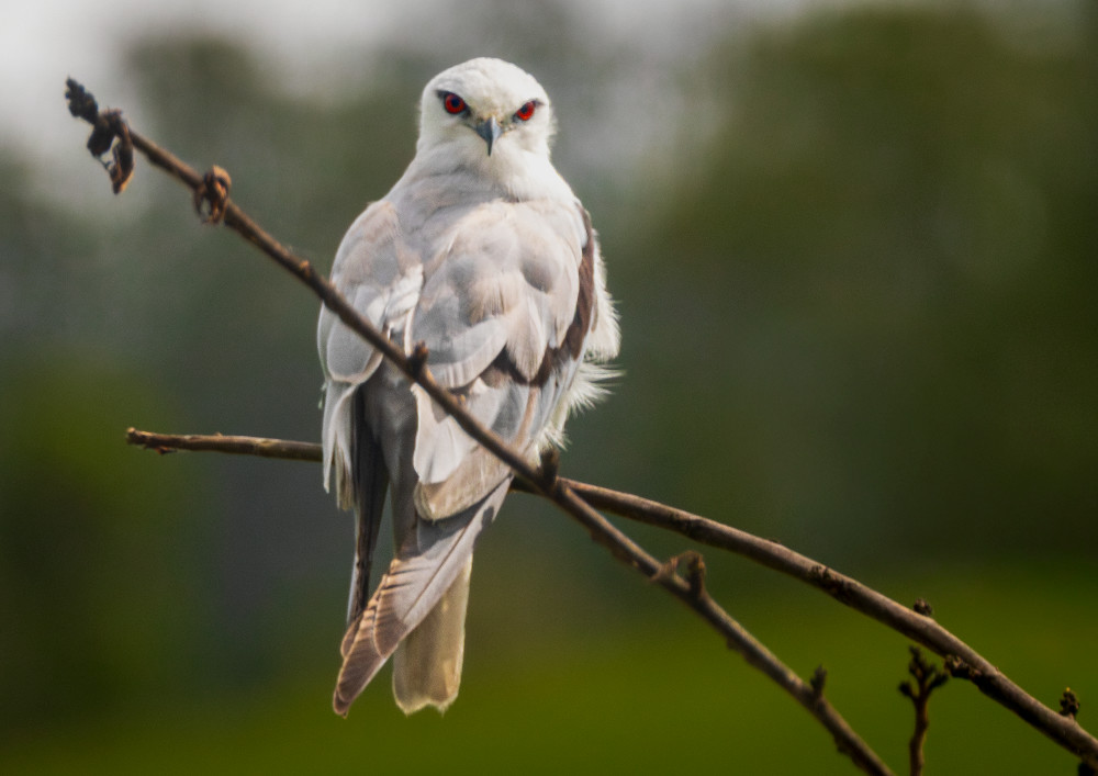 Soul Stare Photography Art | Sunsets and Flowers Photography