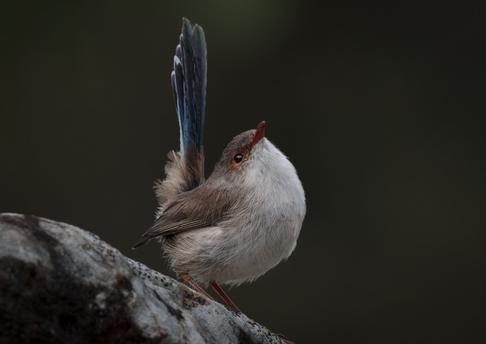 Garden Show Off Landscape Photography Art | Sunsets and Flowers Photography