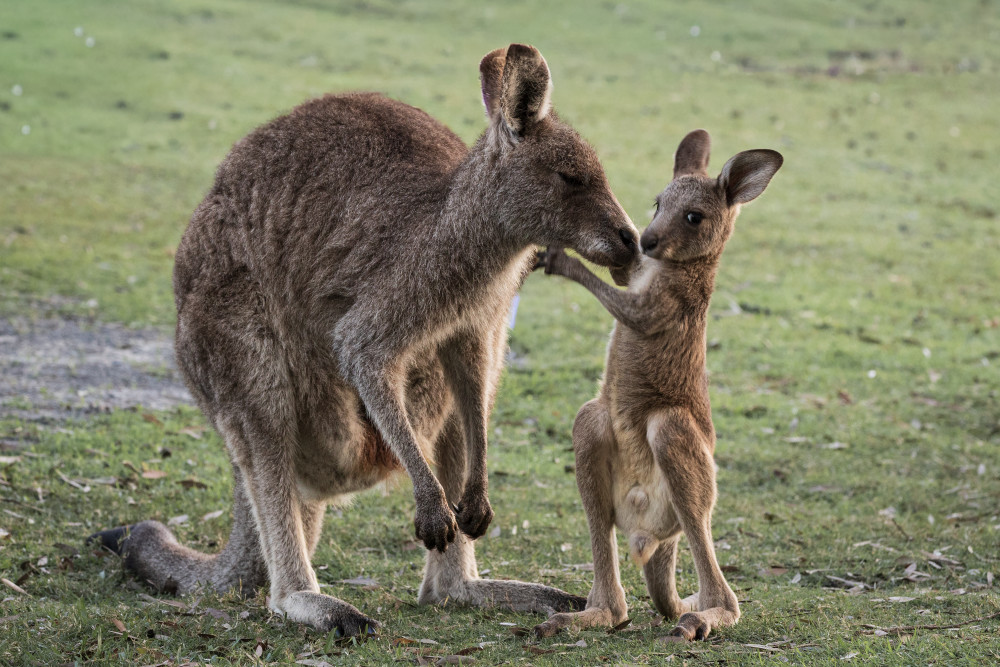 Busted Photography Art | Sunsets and Flowers Photography