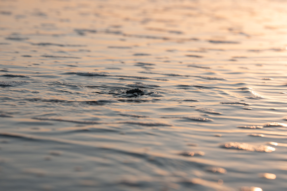 Watcher In The Still Photography Art | Marcus Johnson Photography