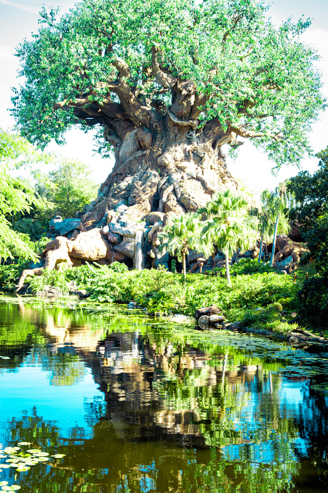 Rooted Reflection Photography Art | Marcus Johnson Photography