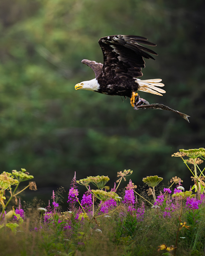 Above The Wild Meadow Photography Art | Marcus Johnson Photography