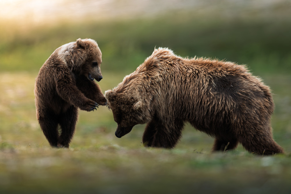 Quiet Bonds Photography Art | Marcus Johnson Photography