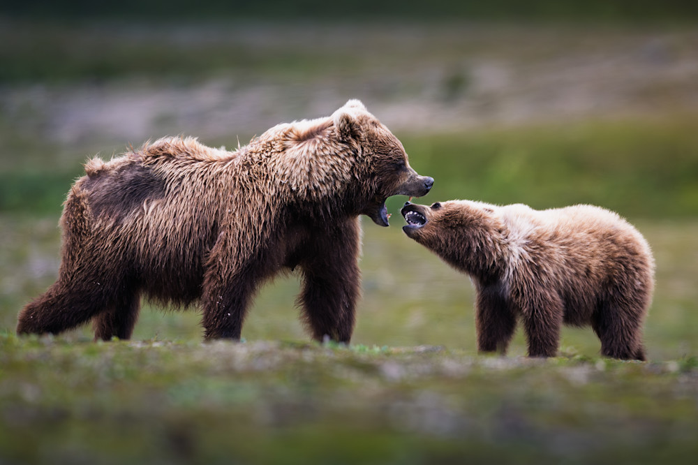 Wild Conversation Photography Art | Marcus Johnson Photography