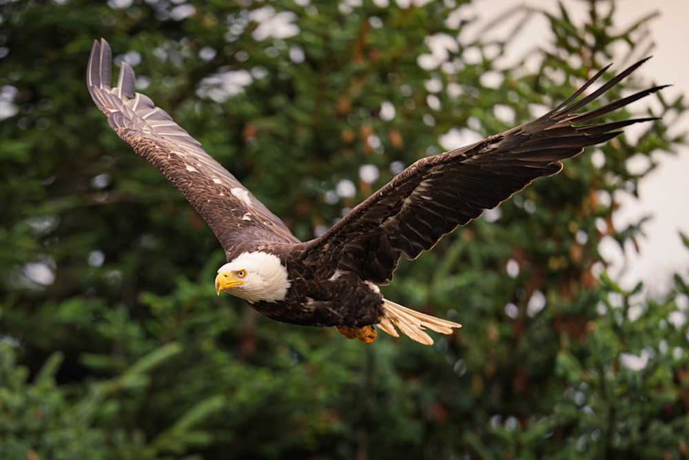 Winged Resolve Photography Art | Marcus Johnson Photography